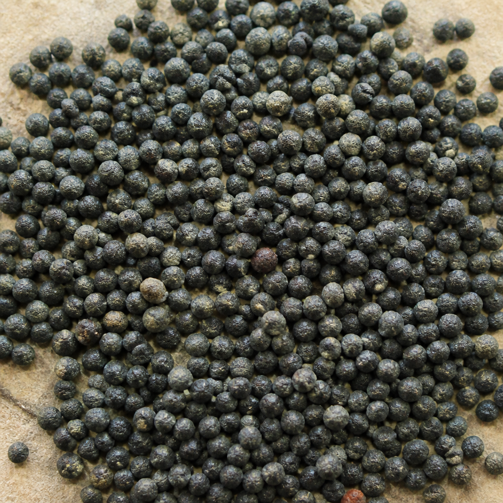 Celosia Seed